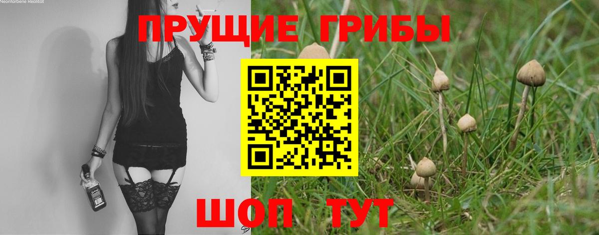 Псилоцибиновые грибы мицелий Кольчугино